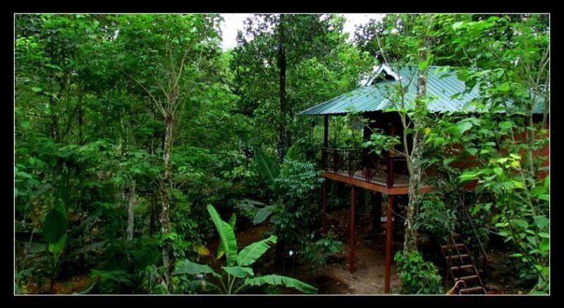 Monsoon Retreats, Thekkady 1